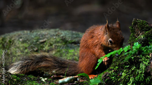 Red Squirrels, England