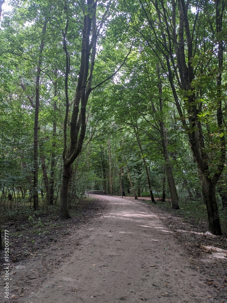Fototapeta premium path in the woods