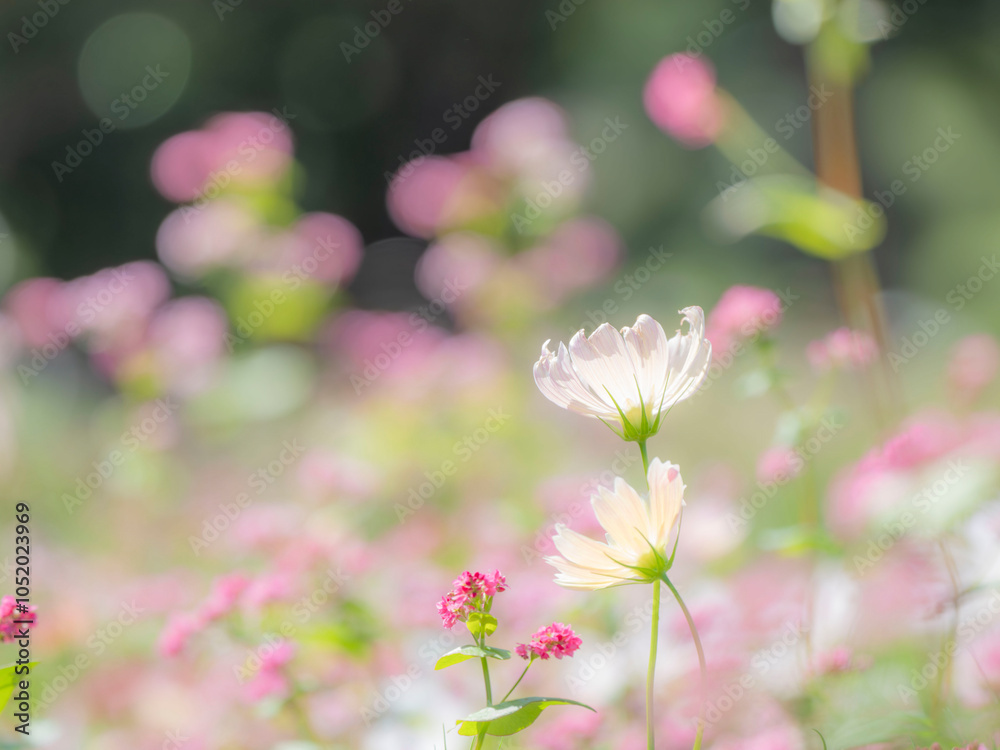 Obraz premium 秋の公園や花壇を彩るコスモスのある風景。背景。自然風景素材。