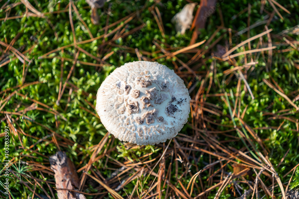 Inedible, poisonous mushroom in the forest in autumn. Inedible, poisonous mushroom in the forest in autumn.