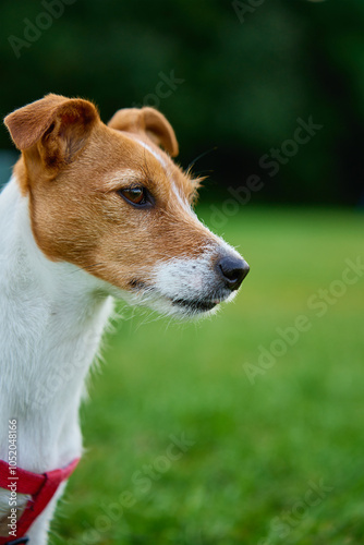 Cute active dog walking at green grass in park with green lawn at summer day. Jack Russell Terrier close up portrait