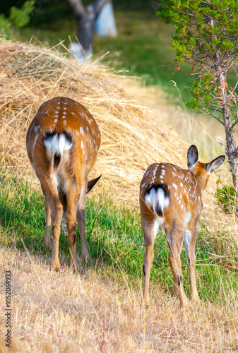 Beautiful sika deer in the autumn forest against the background of colorful foliage of trees. The deer looks to the sides and chews the grass. Fabulous forest autumn landscape with wild animals. photo