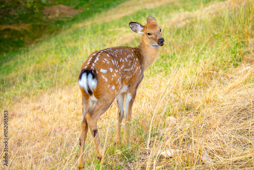 Beautiful sika deer in the autumn forest against the background of colorful foliage of trees. The deer looks to the sides and chews the grass. Fabulous forest autumn landscape with wild animals. photo