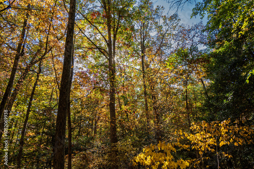 Autumn Leaves  In New Jersey