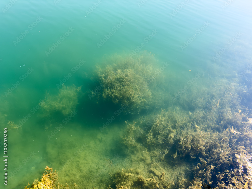 Fototapeta premium Clear water with visible underwater vegetation in Issyk-Kul lake. The purity and natural beauty of Kyrgyzstan's nature