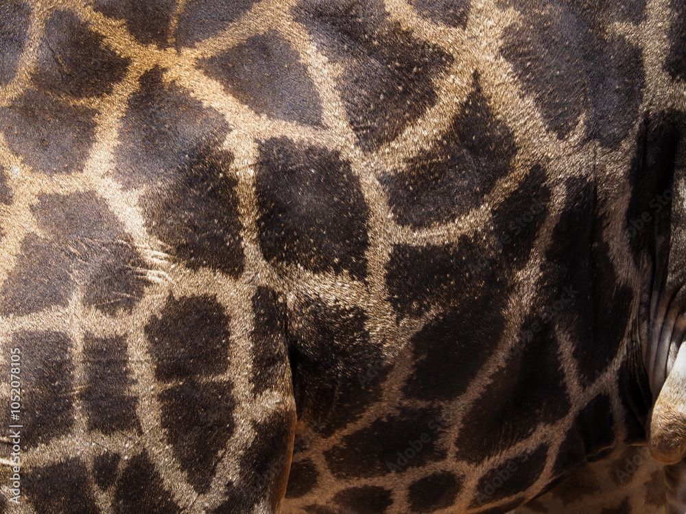 Close-up giraffe skin texture for animal background. Close-up giraffe skin texture for animal background.
