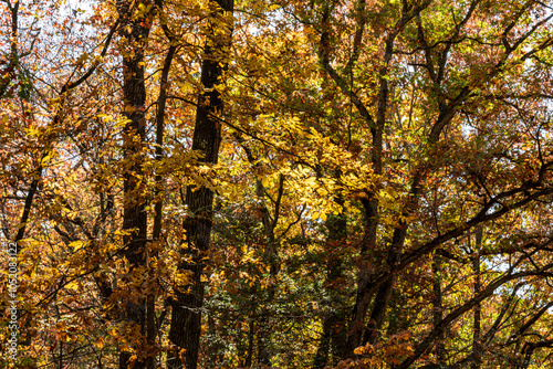 Autumn Leaves  In New Jersey