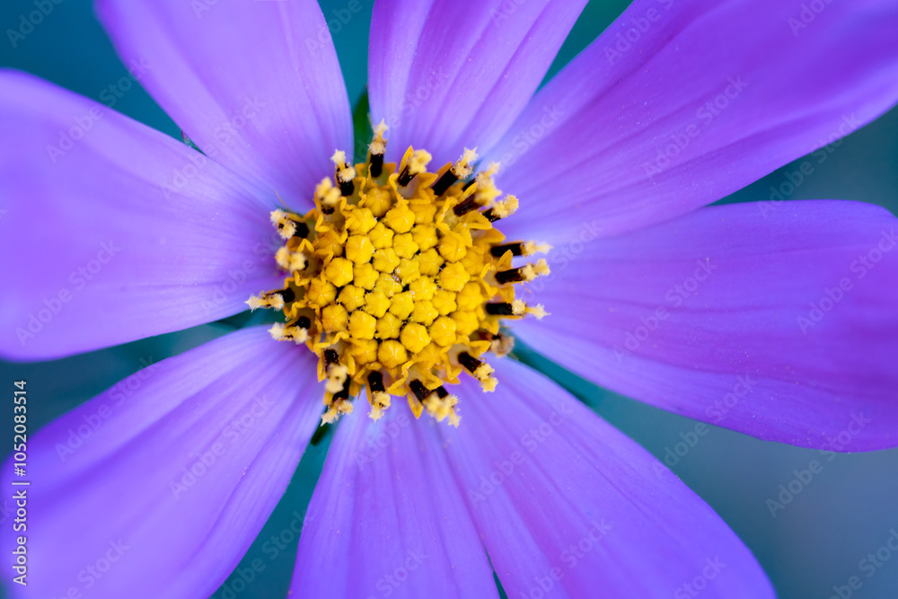 Macro Photography Purple Flower Cosmos Close-Up Macro Photography Purple Flower Cosmos Close-Up