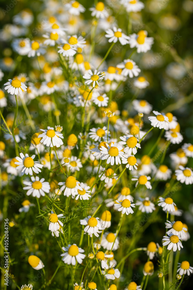 Fond de fleur de camomille avec du soleil poussant dans une pairie. Fleurs de camomille sauvage (Matricaria chamomilla) Fond de fleur de camomille avec du soleil poussant dans une pairie. Fleurs de camomille sauvage (Matricaria chamomilla)