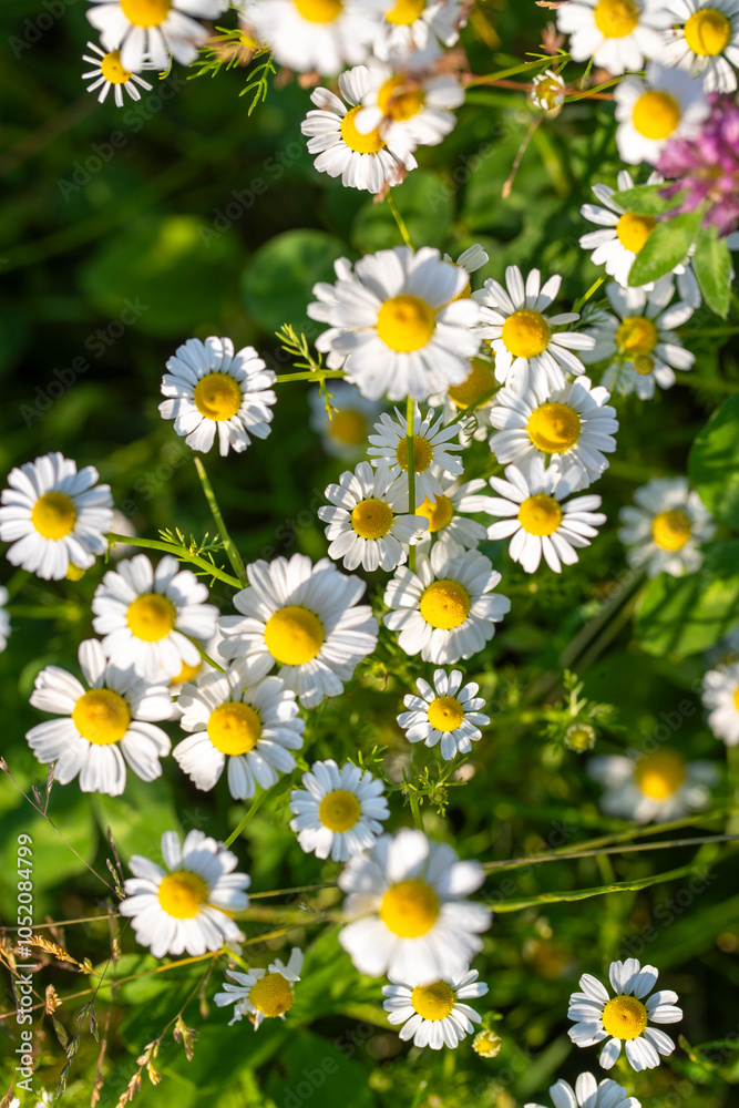 Fond de fleur de camomille avec du soleil poussant dans une pairie. Fleurs de camomille sauvage (Matricaria chamomilla) Fond de fleur de camomille avec du soleil poussant dans une pairie. Fleurs de camomille sauvage (Matricaria chamomilla)