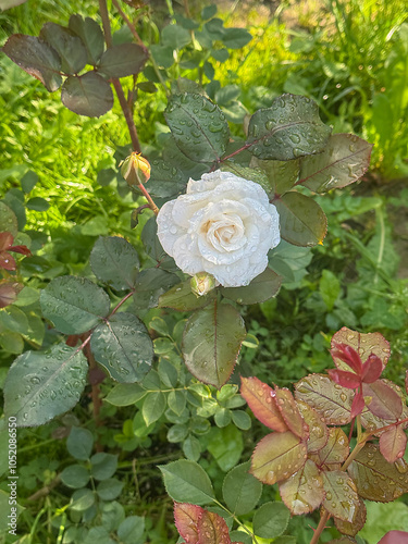 white rose with dew drops, selective focus