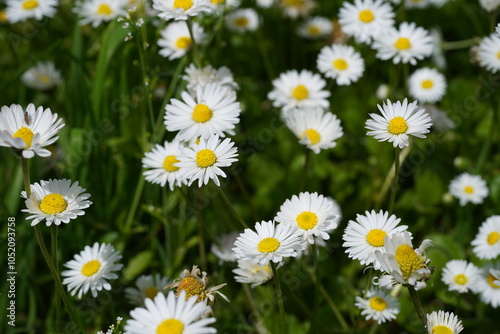 Valokuva Chamaemelum is a medicinal herb