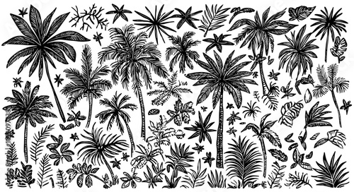 Sketch tropical palm trees. Hand drawn vintage Hawaii beach palms, engraved exotic nature botanical illustrations