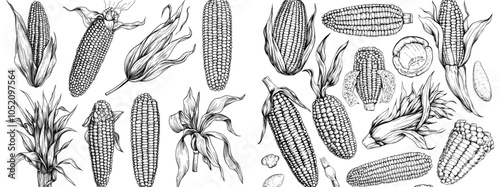 An isolated modern illustration set features a maize plant engraving, corn cobs, and sketches of popcorn.