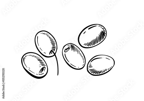 Olives fruit and berries set. Black line graphic art healthy food, snack, bunch of berries. Hand drawn vector illustration. Raw vegetables for extra virgin olive oil product label. Isolated from