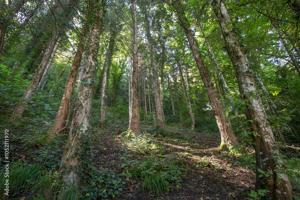 Obraz premium Forêt 