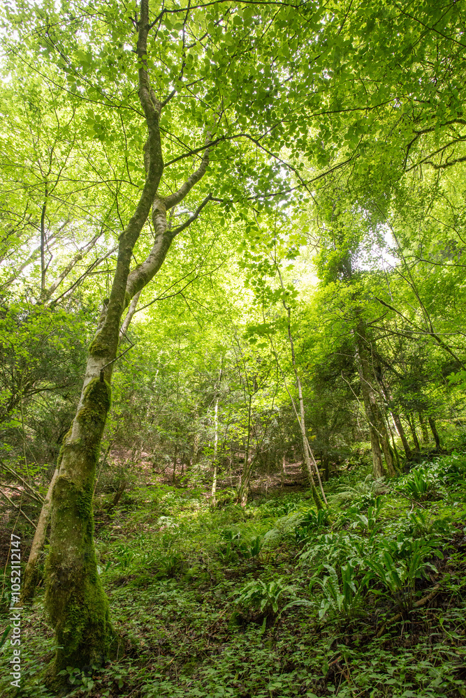 Fototapeta premium Forêt 
