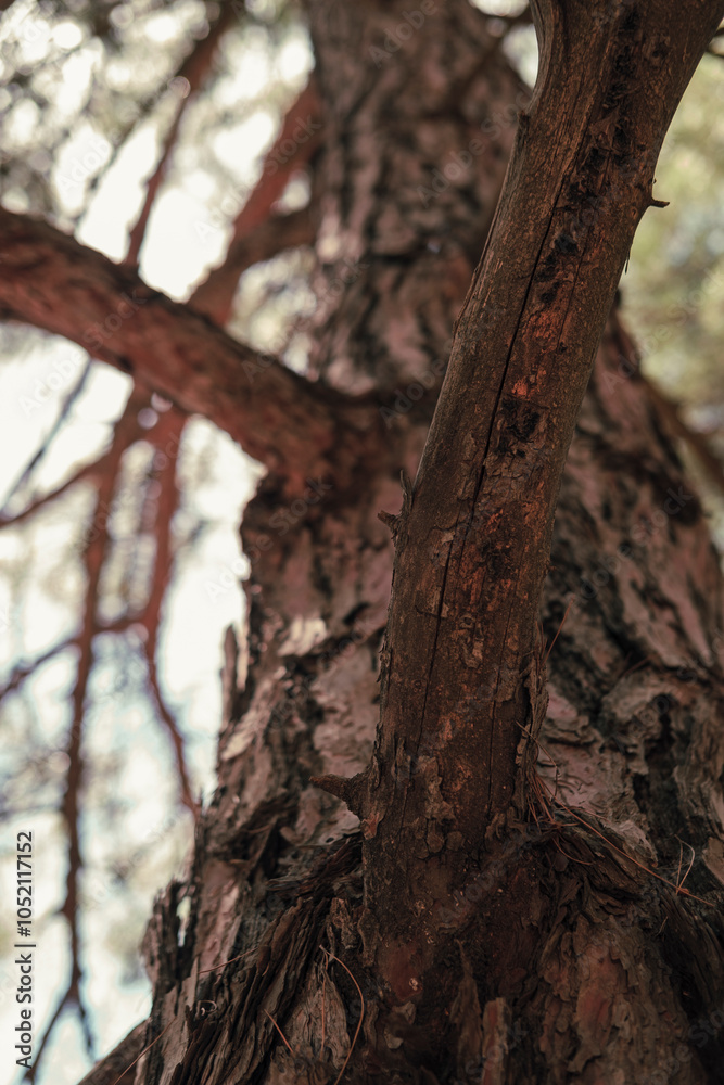 pine tree body view in perspective to top from bottom, dry branches, coniferous forest pine tree body view in perspective to top from bottom, dry branches, coniferous forest