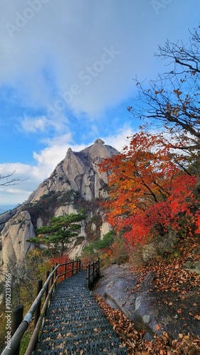 View of the red maple leaves on the tree. the top of Bukhansan Mountain in Korea in sunny weather. hiking in korea.  fall, South Korea. Travel, vacation and holiday concept