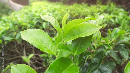 Wallpaper Mural Lush green tea plantation. Fresh green tea leaves under bright sun light against Torontodigital.ca