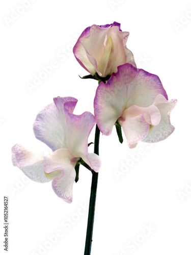 Closeup of Sweet Pea flower Lathyrus odoratus, 'Sir Jimmy Shand' isolated on a white background photo