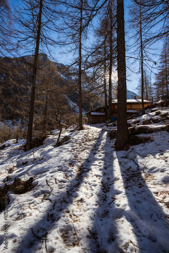 alberi in controluce, Valnontey photo