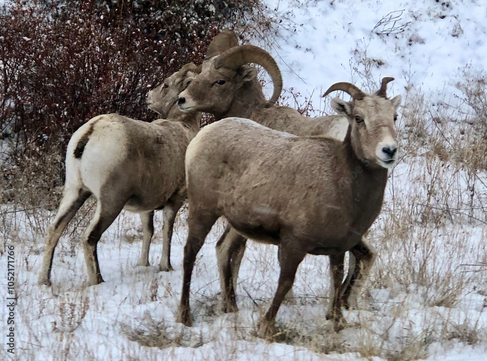 sheep in winter sheep in winter