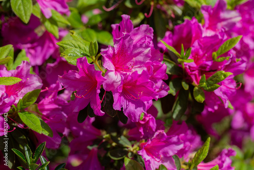 Rhododendron pink flower heads in full bloom on a bright sunny day
