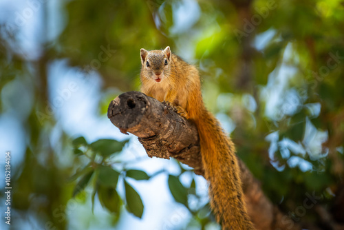 Photography South african squirrel in a tree