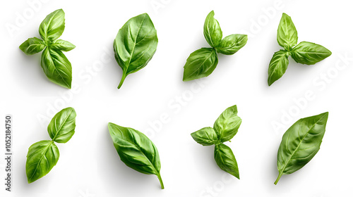 A close up of several green leaves of basil