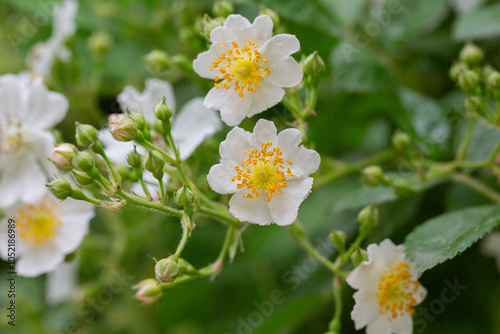 (Rosa Multiflora) Close up of a bouquet of graceful small white sweet-smelling flowers of multiflora rose or eijitsu rose bushy shrub