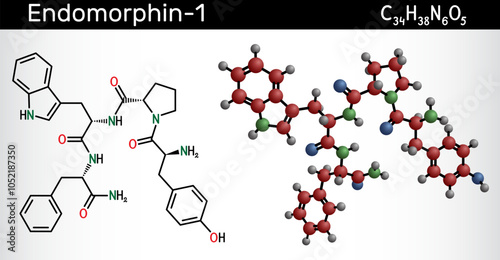 Endomorphin-1 (EM-1) molecule. Endogenous  opioid peptide for pain modulation. Structural chemical formula and molecule model. Vector