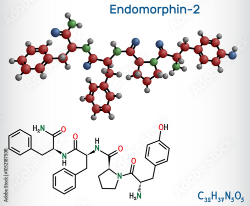 Endomorphin-2 molecule. Natural opioid peptide with analgesic properties. Structural chemical formula and molecule model. Vector