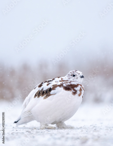 Willow Ptarmigan (Lagopus lagopus), a master of camouflage, is snowy white in winter and an intricate mix of reds and browns in summer. In the grouse subfamily Tetraoninae of the pheasant family