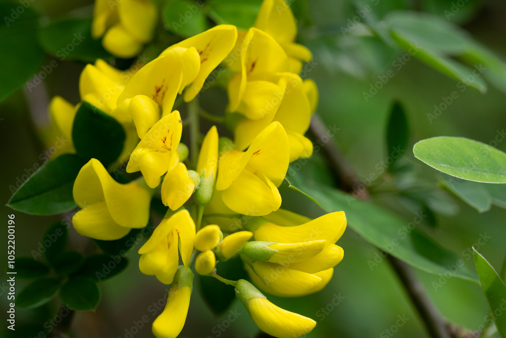 Fototapeta premium Caragana arborescens, the Siberian pea-tree, or caragana, is a species of legume native to Siberia and parts of China Mongolia Kazakhstan.