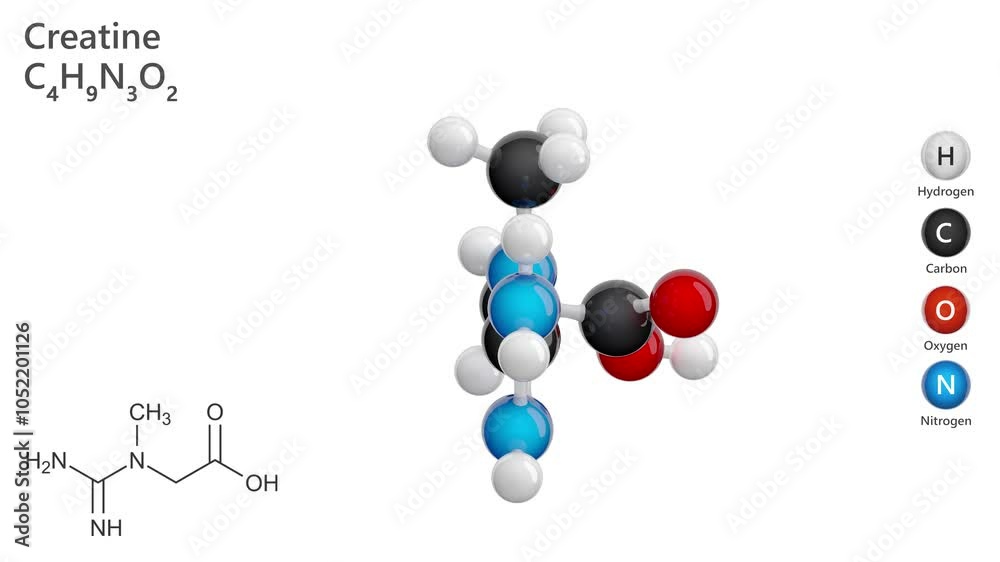 Creatine. Nitrogenous organic acid. Animated 3D model of a molecule ...