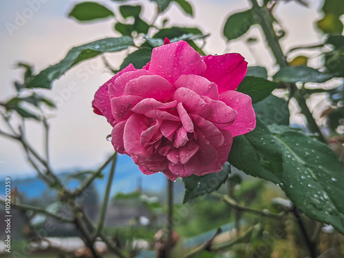 Vibrant Pink Rose with Dew Drops photo