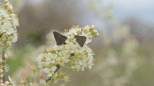 Two Gray Hairstreak butterflies pollinating white wildflowers in early spring; in slow motion photo