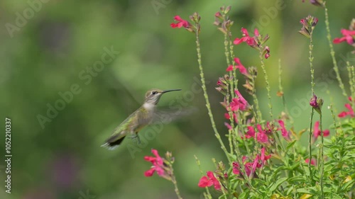 Tiny Ruby-throated Hummingbird feeding on red Sage flowers in summer