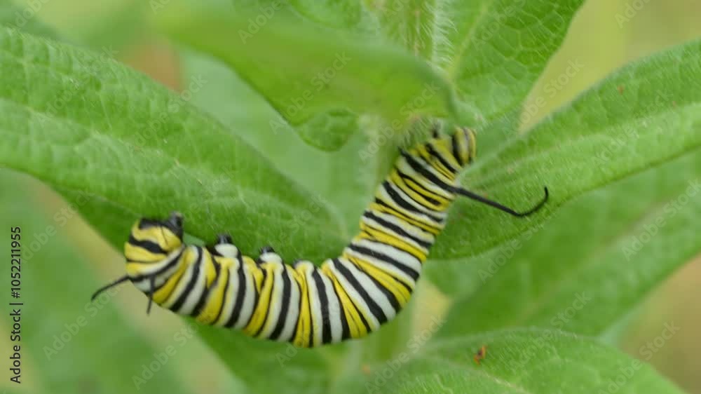 Closeup of a late instar Monarch caterpillar on its host plant, the Butterfly weed