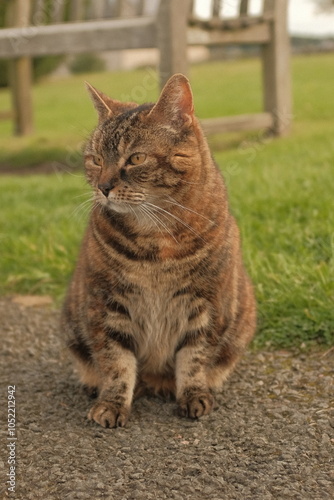 portrait of a cat