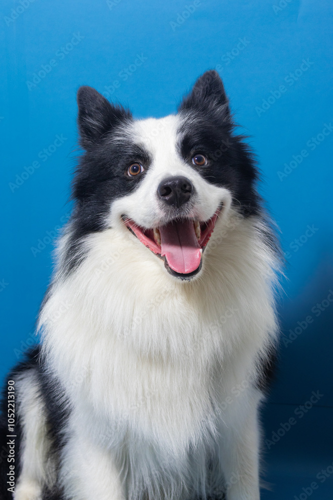 Black and white smiley border collie portrait on blue background Black and white smiley border collie portrait on blue background