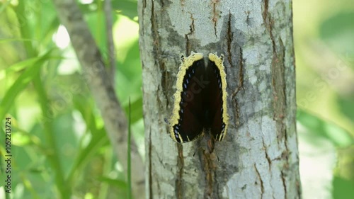 Beautiful Mourning Cloak butterfly resting on a willow tree trunk in spring, opening and closing his wings