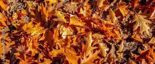 Fallen autumn colours vibrant leafs on the ground leading. Bright fall season concept banner panorama in golden sunlight glow. photo