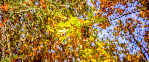 Blue sky spot in wild golden coloured stately tree canapé covered in autumn colours with vibrant leafs on the ground leading to a light path in the background. Fall season banner panorama. photo