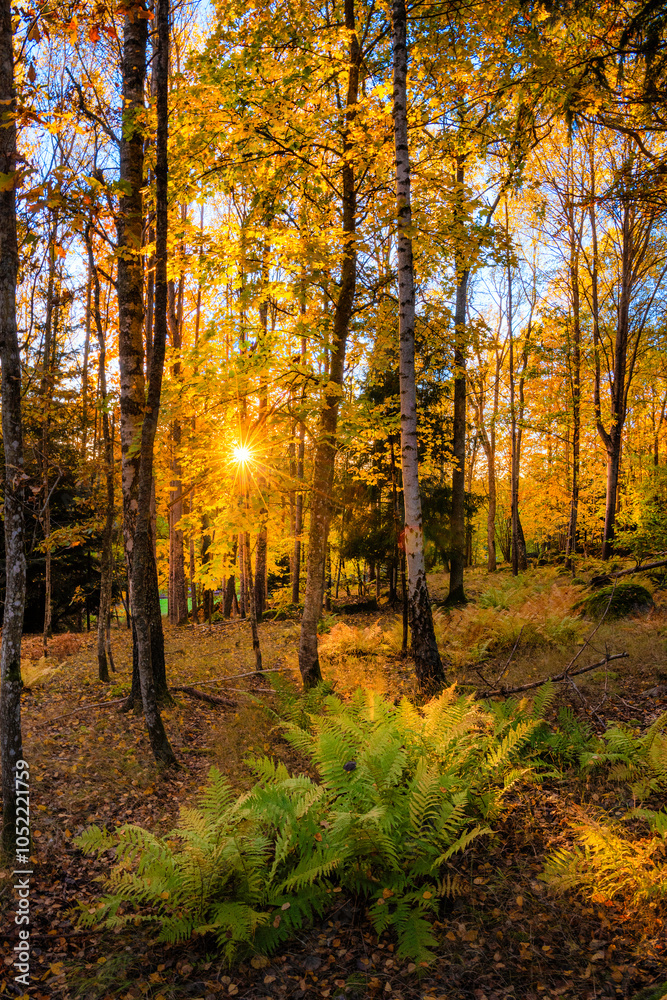 Fototapeta premium autumn in the forest