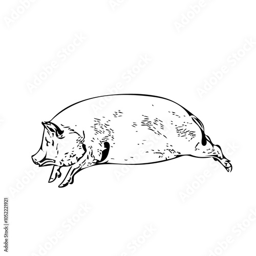 Piggy fat animal vector ilustration isolated design 