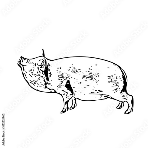 Piggy fat animal vector ilustration isolated design 