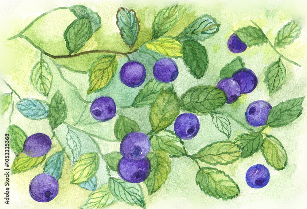 Watercolor image of a blueberry branch with ripe fruits. Watercolor image of a blueberry branch with ripe fruits.