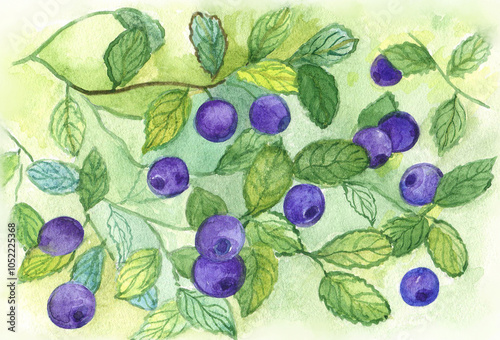 Watercolor image of a blueberry branch with ripe fruits.